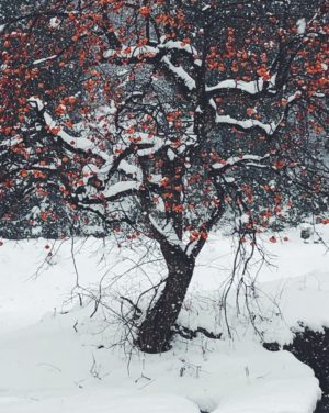 寒風雪と柿 - 万宝院ファーム
